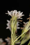 Hammock snakeroot